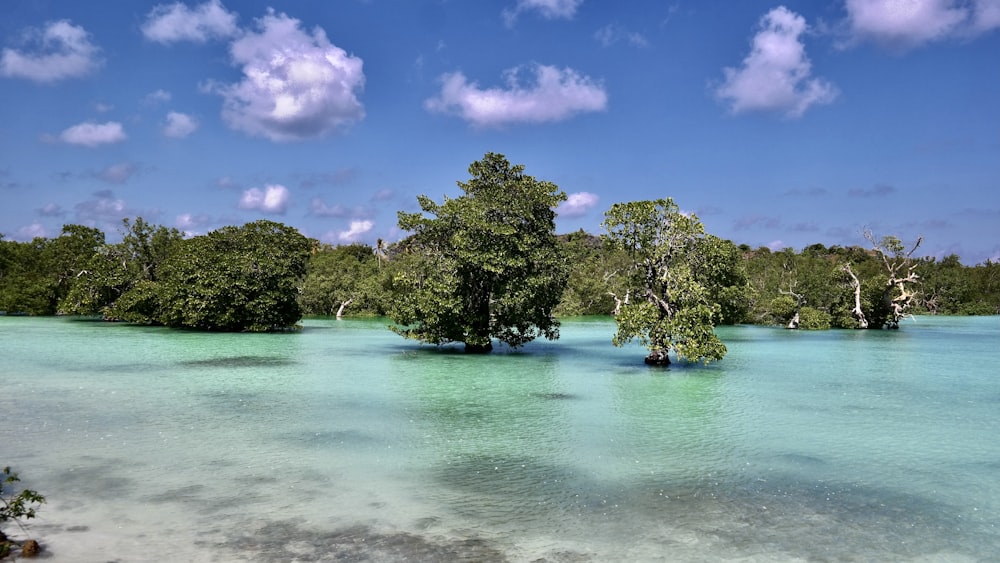 green trees beside body of water under blue sky during daytime