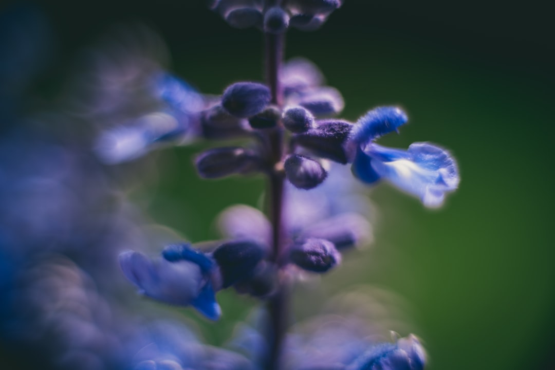 blue flower buds in tilt shift lens