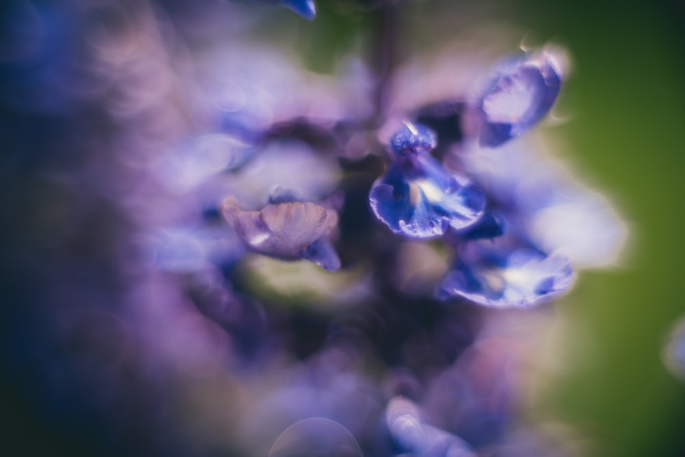 purple flower in tilt shift lens