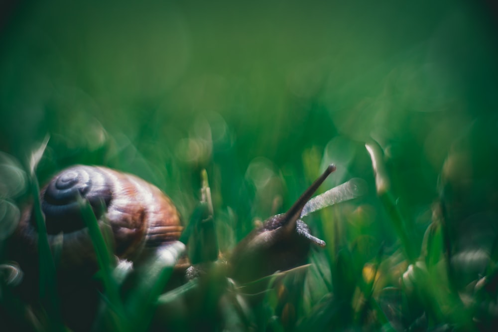 escargot brun sur l’herbe verte pendant la journée