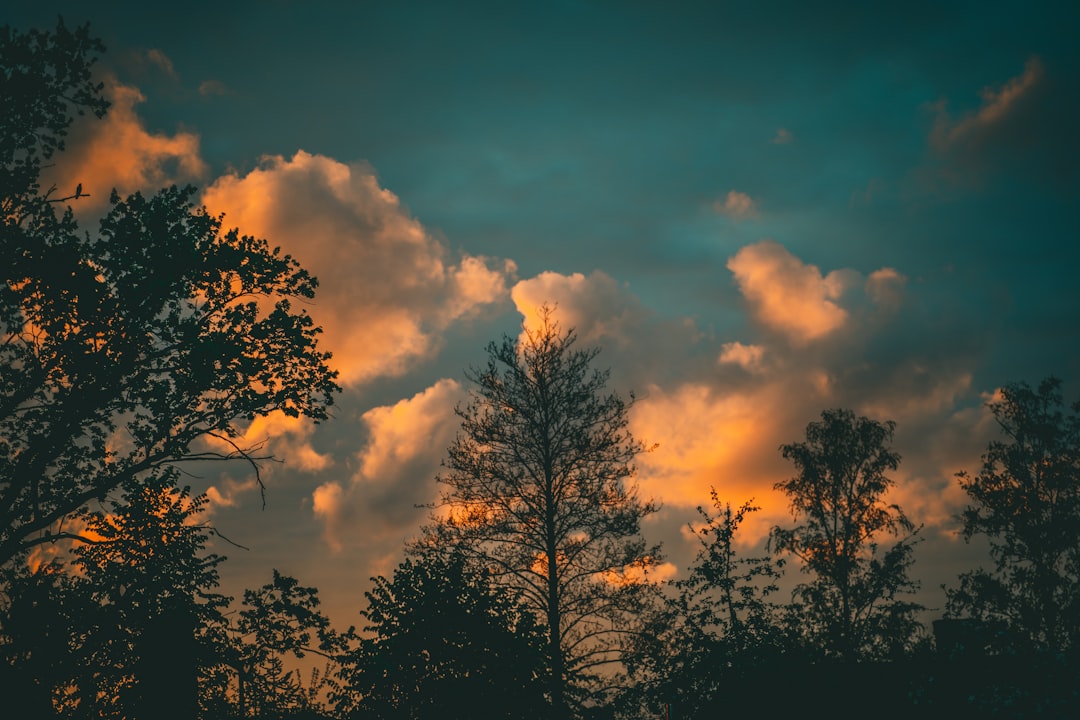 silhouette of trees under cloudy sky during daytime
