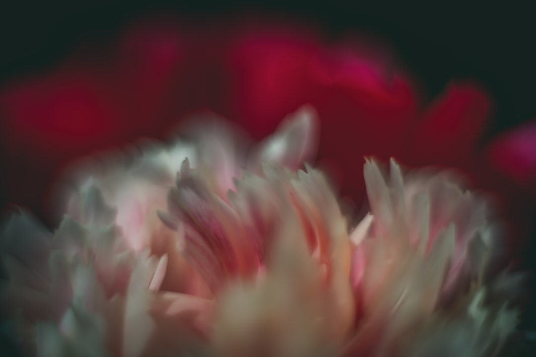 white and red flower in close up photography