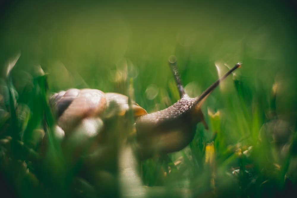 brown snail on green grass during daytime