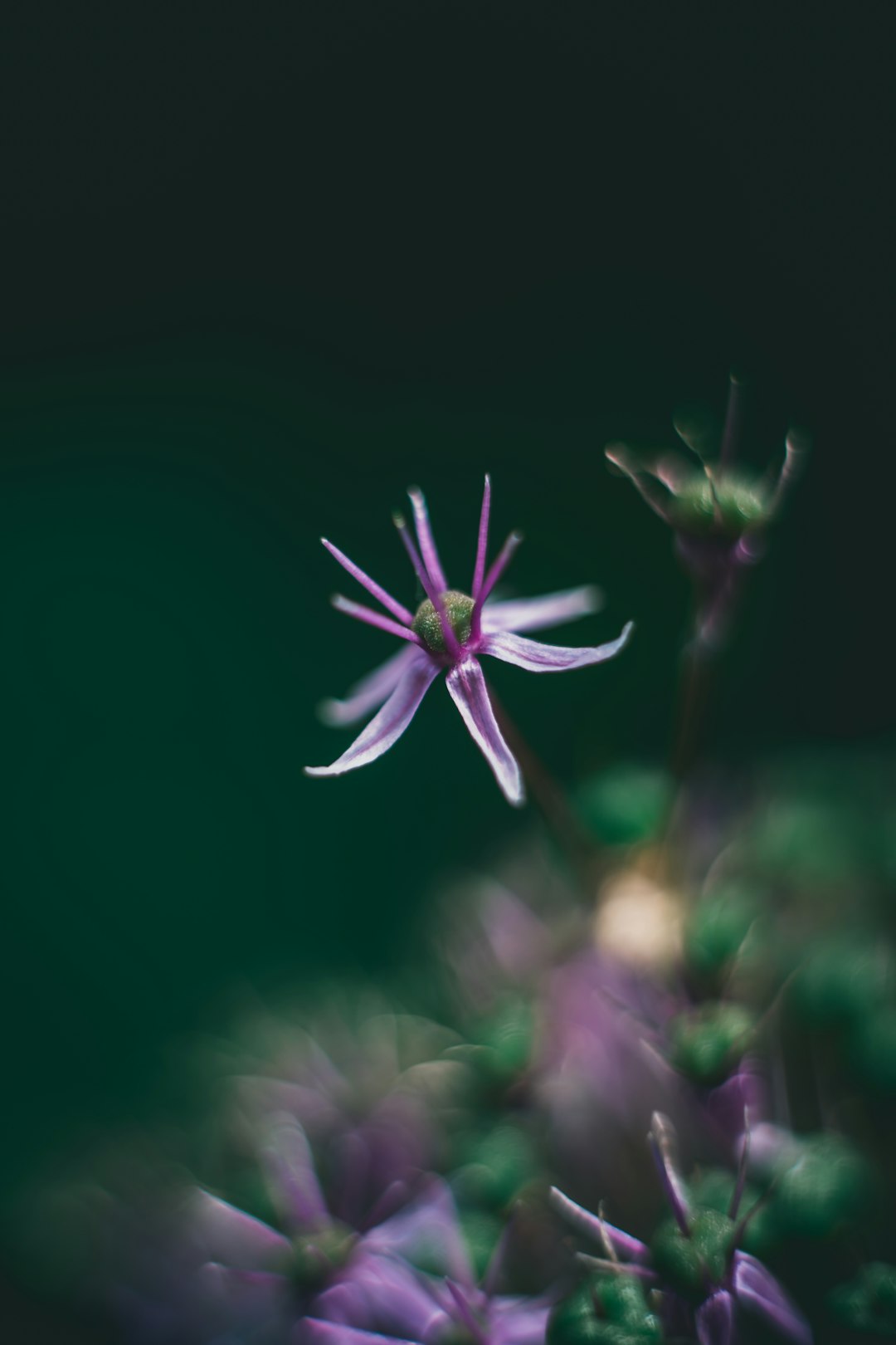 purple and white flower in close up photography