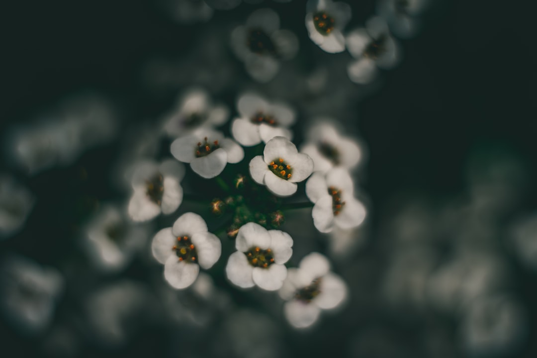 white flower buds in black background