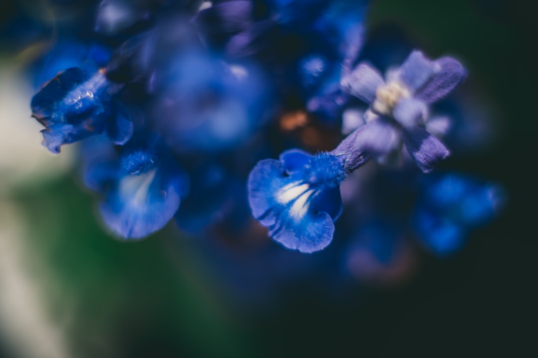 blue flower in macro lens