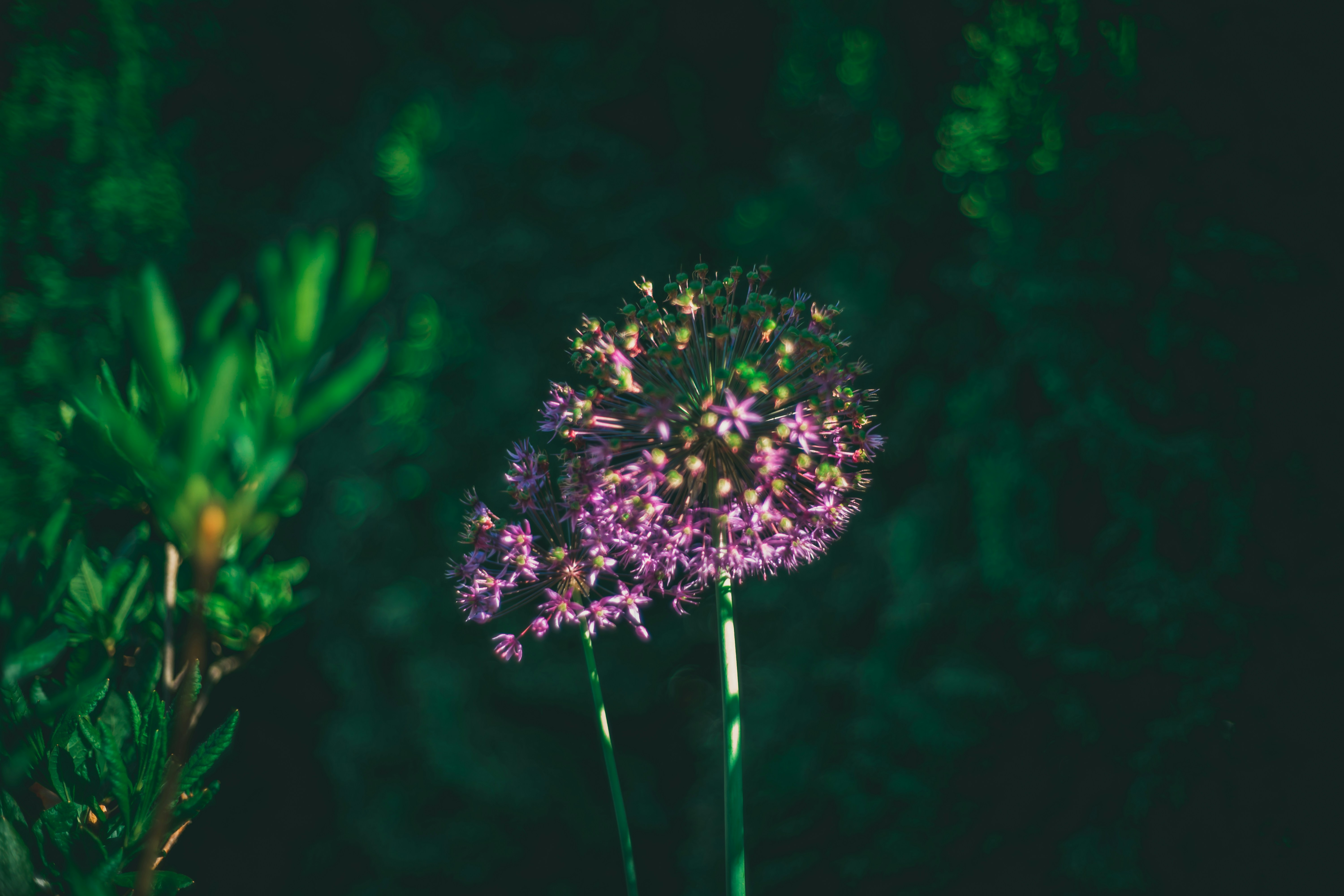 Photo by raimondklavins