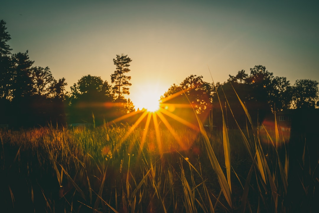 green grass field during sunset