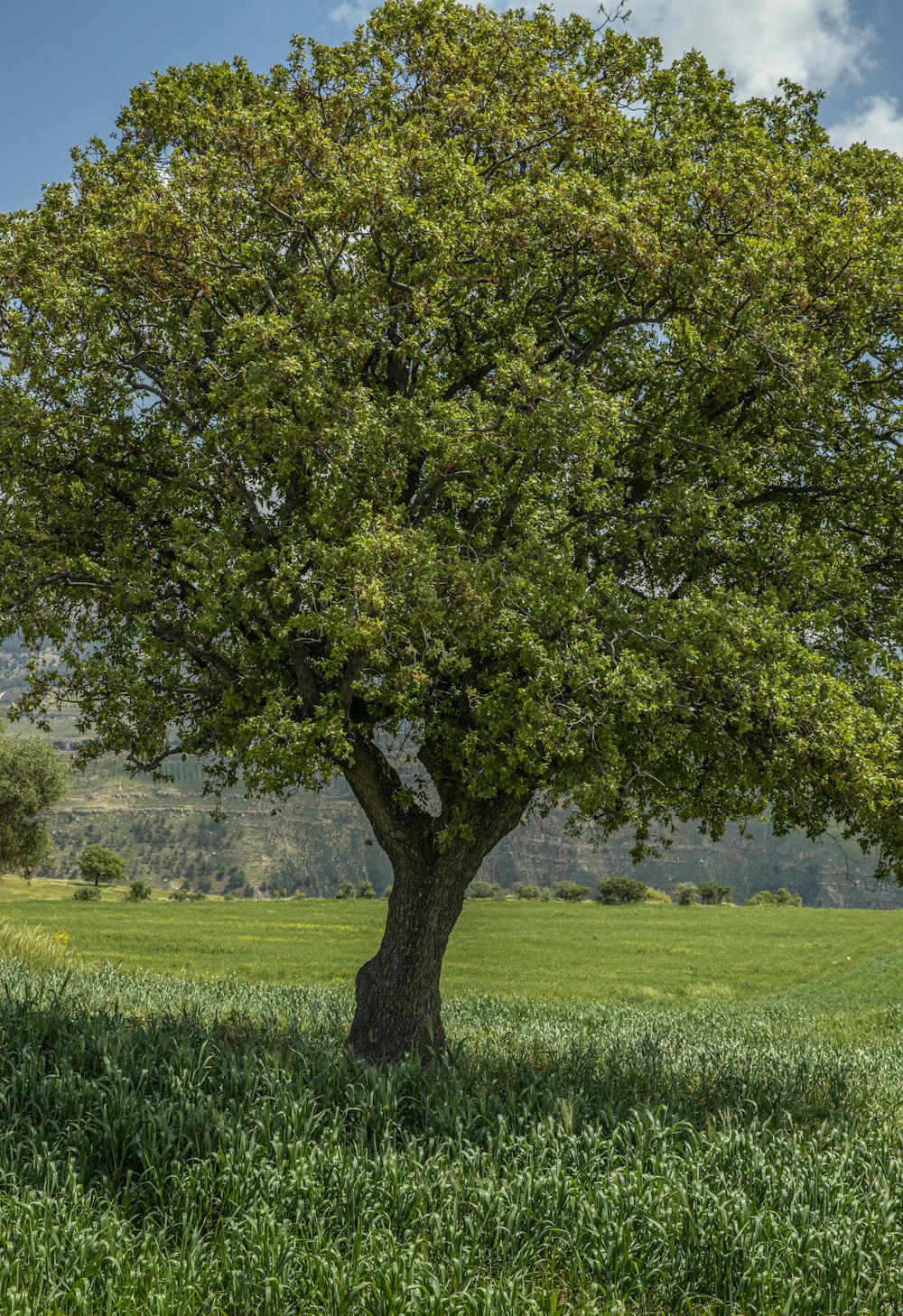 green tree on green grass field during daytime