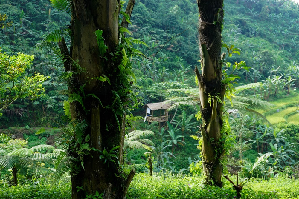 white and brown wooden house near green trees during daytime