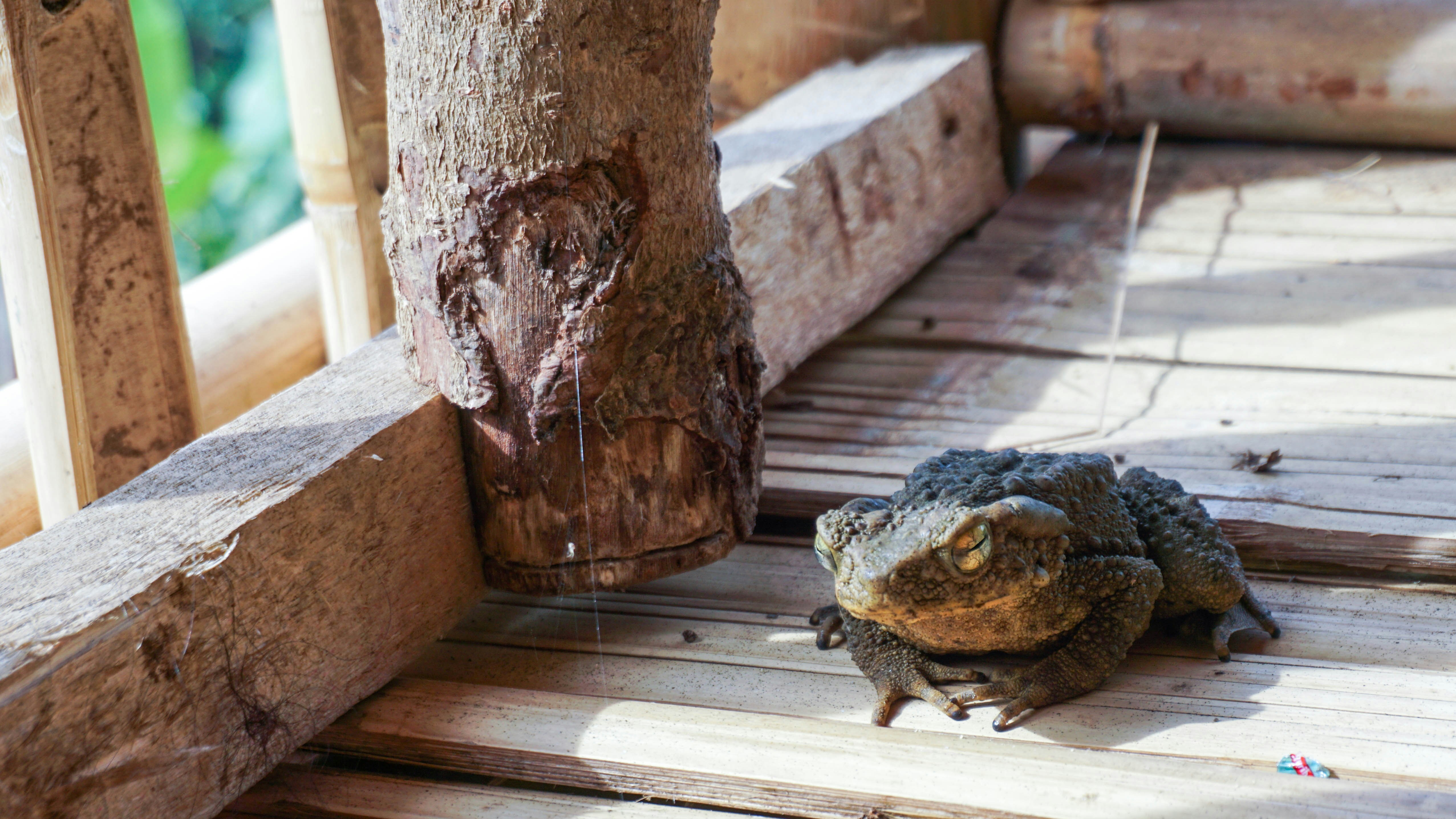 green frog on brown tree trunk
