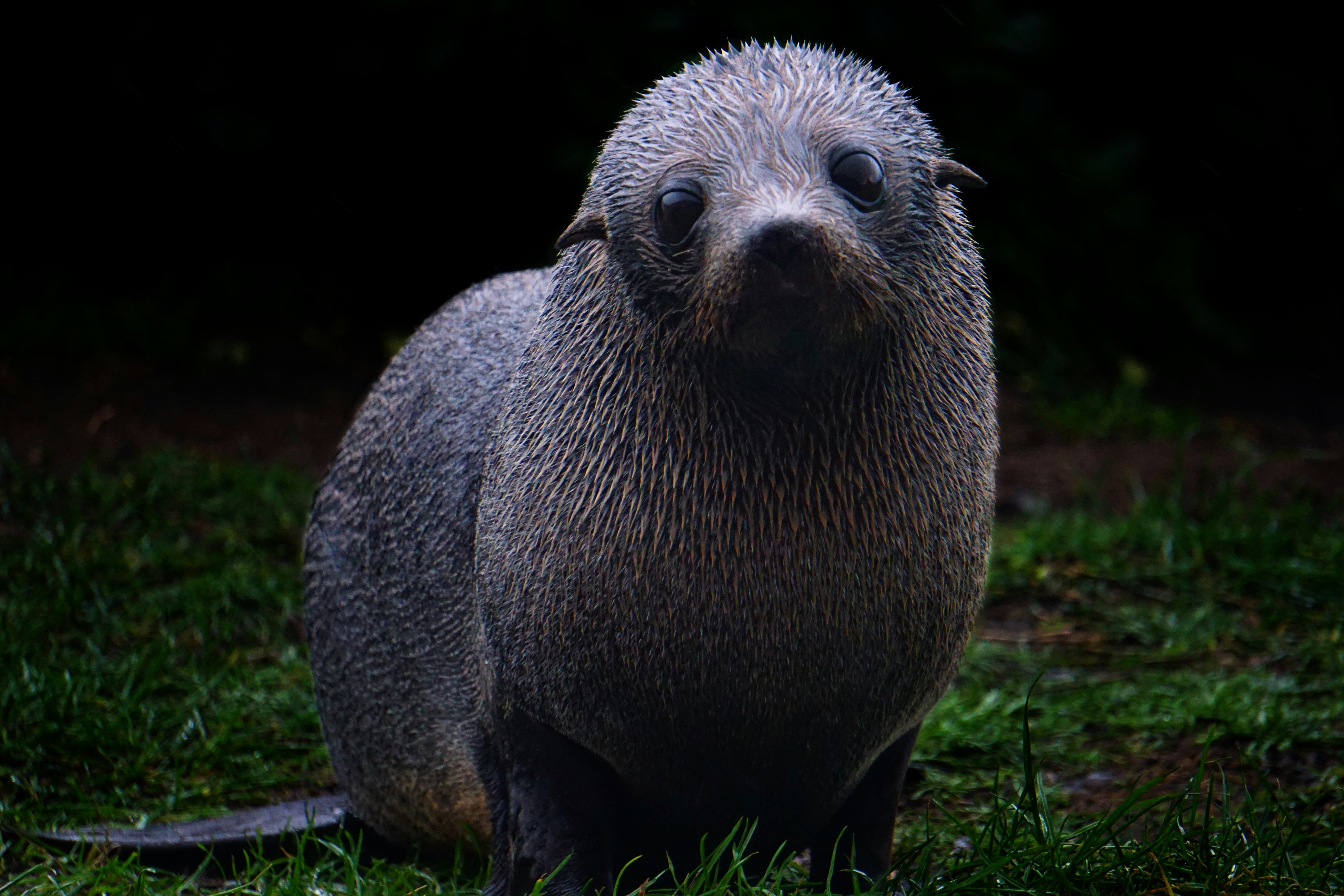 Bumped into this little cute fur seal pup at Cape Palliser a few hundreds meters past the water stream which in this particular occasion was overflowing due to heavy rain. He was very curious and was walking towards us on his adorable little flippers when I took this shot before we slowly got going to avoid any interactions.