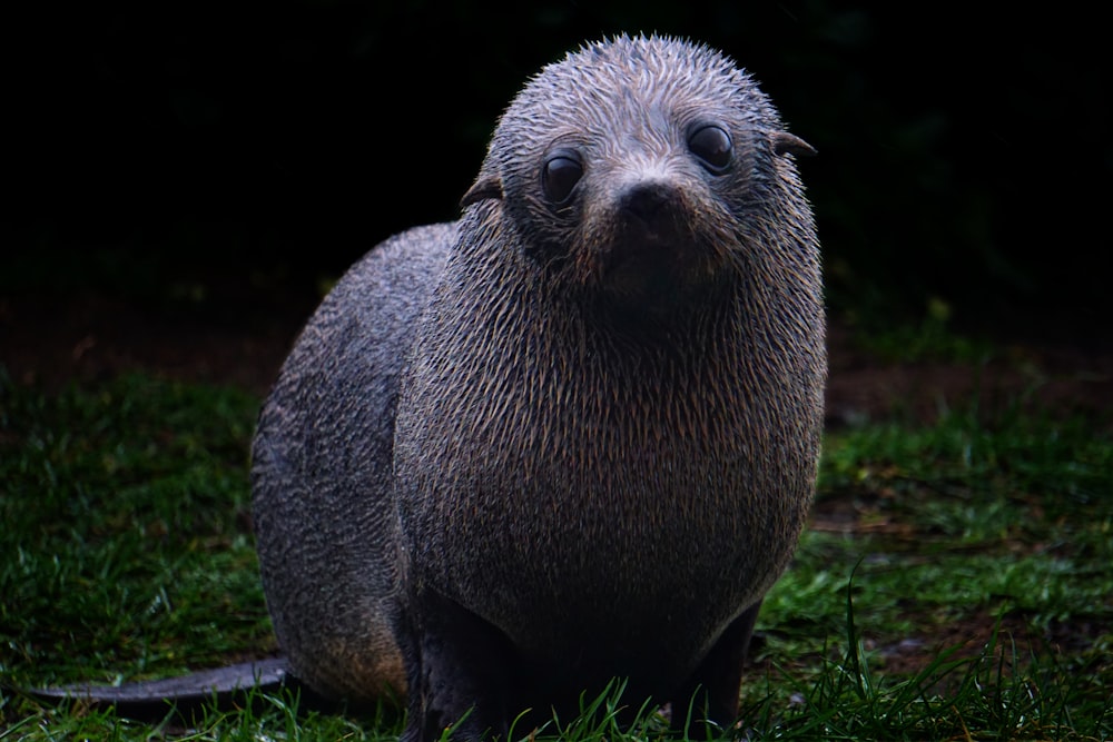 seal on green grass during daytime