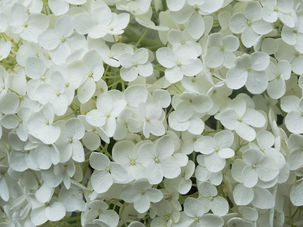 white and green plant leaves