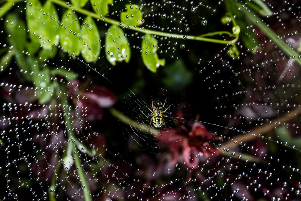 spider web on green leaf plant