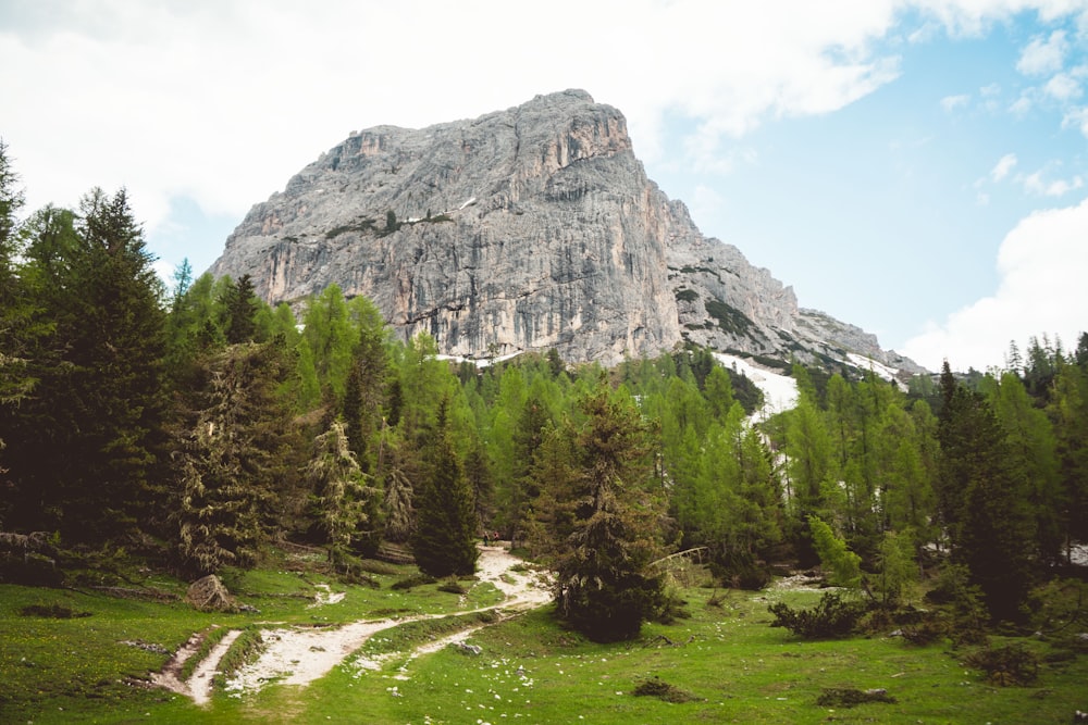 green trees near gray rocky mountain during daytime