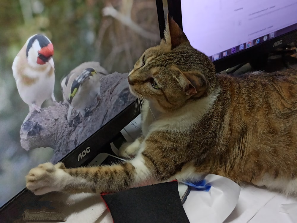 brown tabby cat on black laptop computer