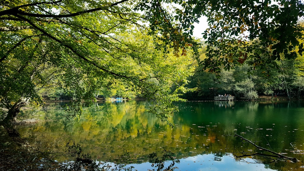 green trees beside river during daytime