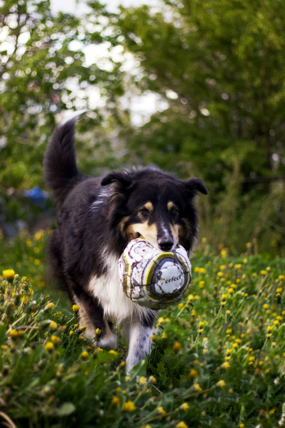 black and white border collie puppy biting a green and white soccer ball