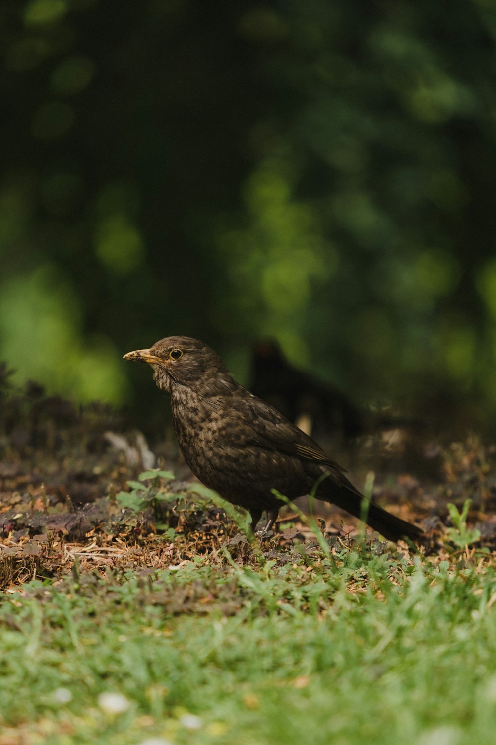 brown bird on brown dried leaves during daytime