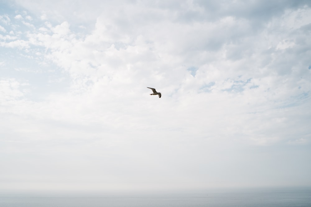 bird flying under white clouds during daytime