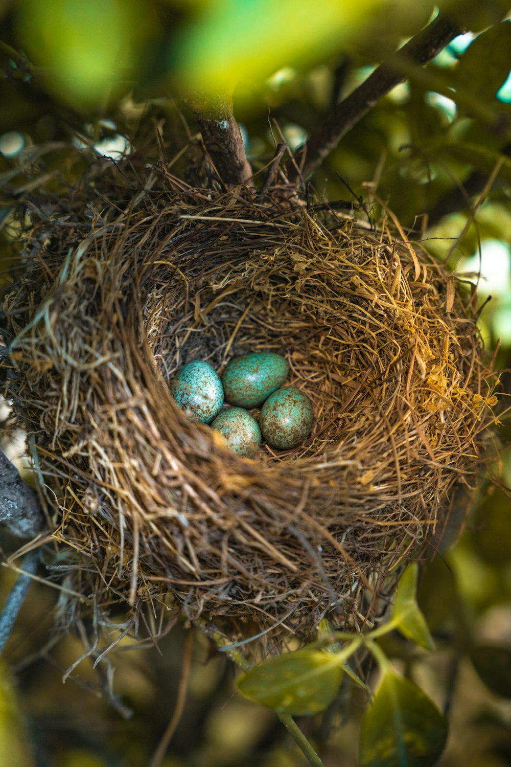 茶色の巣に緑の卵