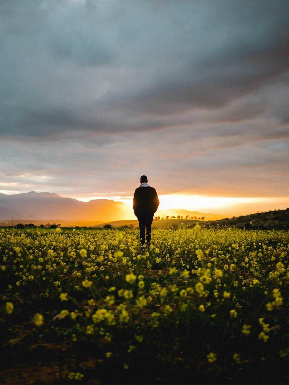 silhouette of man standing on yellow flower field during sunset