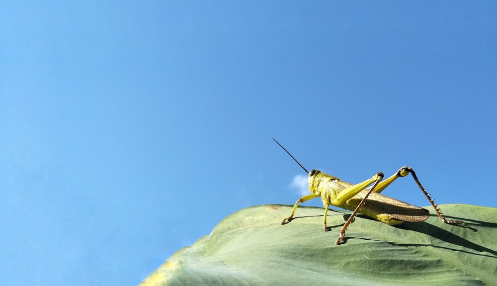 green grasshopper on white snow covered mountain during daytime