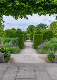 gray concrete pathway between green trees under white clouds and blue sky during daytime