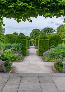 gray concrete pathway between green trees under white clouds and blue sky during daytime