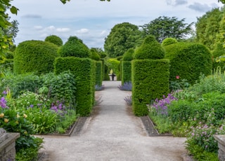 gray concrete pathway between green trees under white clouds and blue sky during daytime