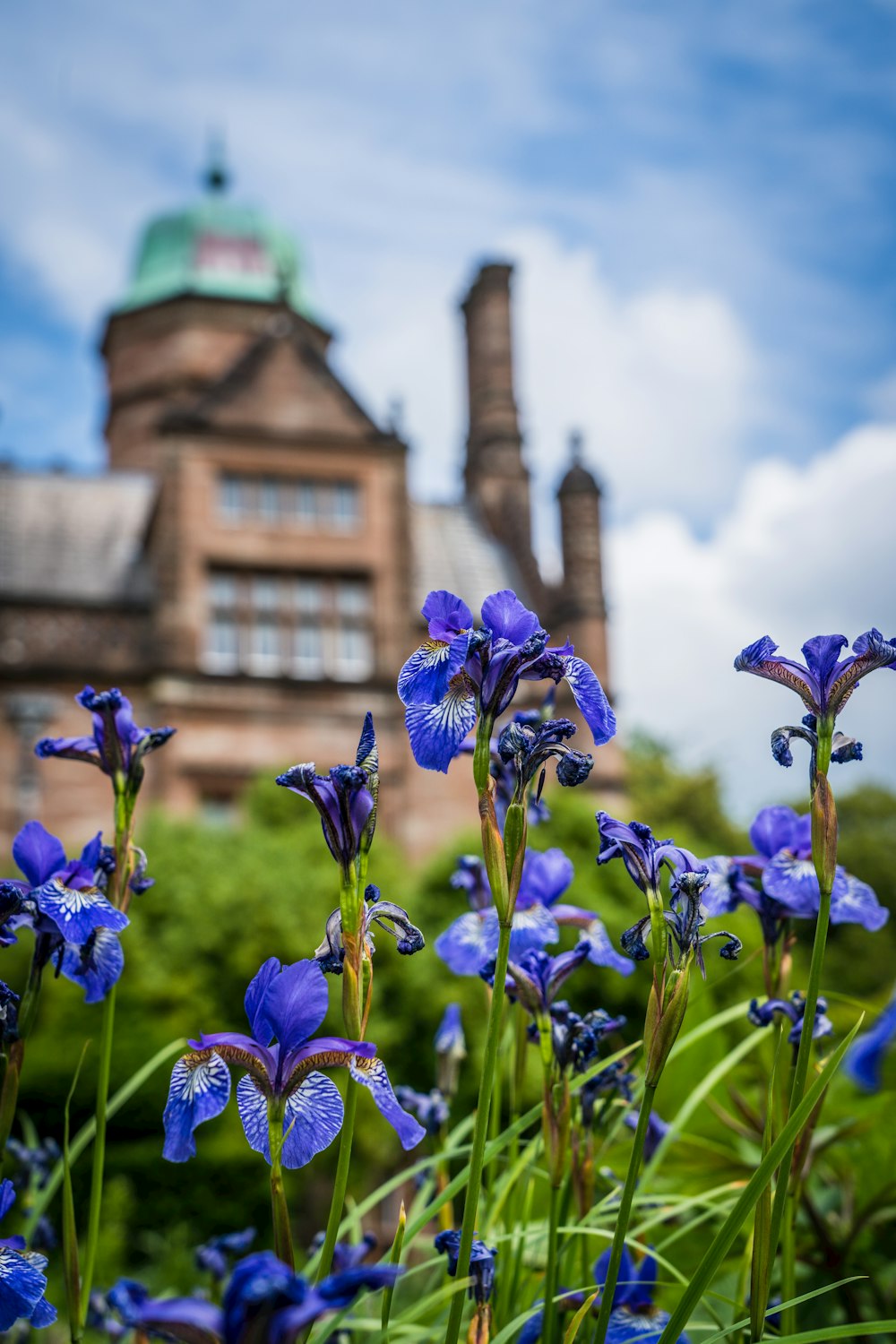 purple flowers in front of brown concrete building