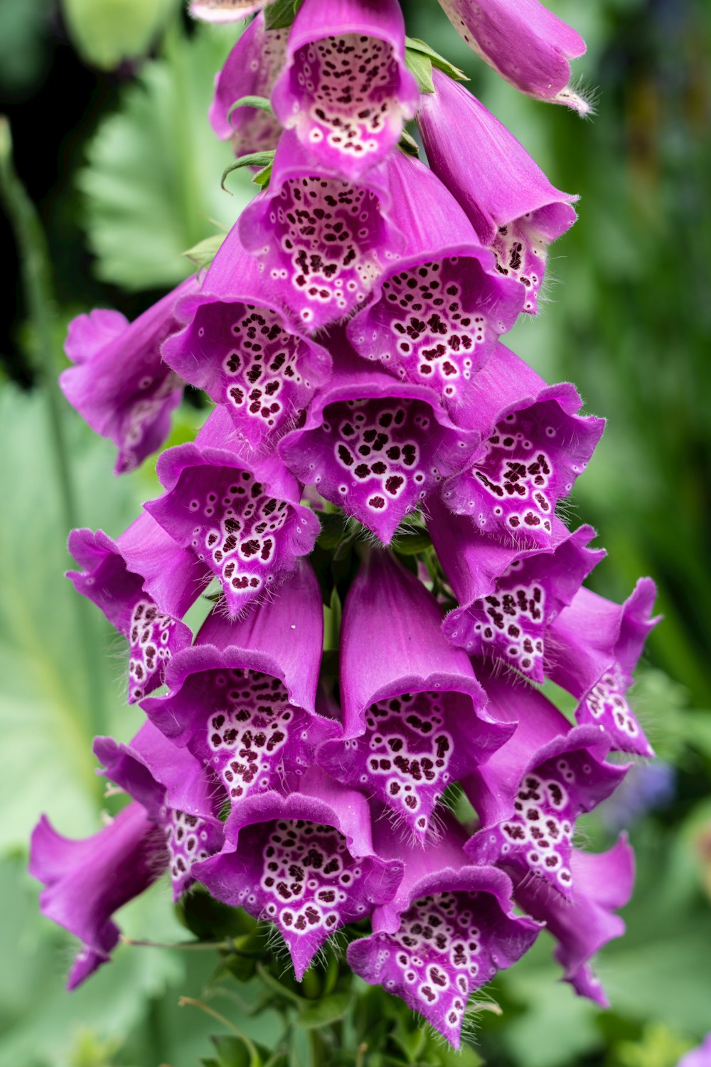 purple flower in macro shot