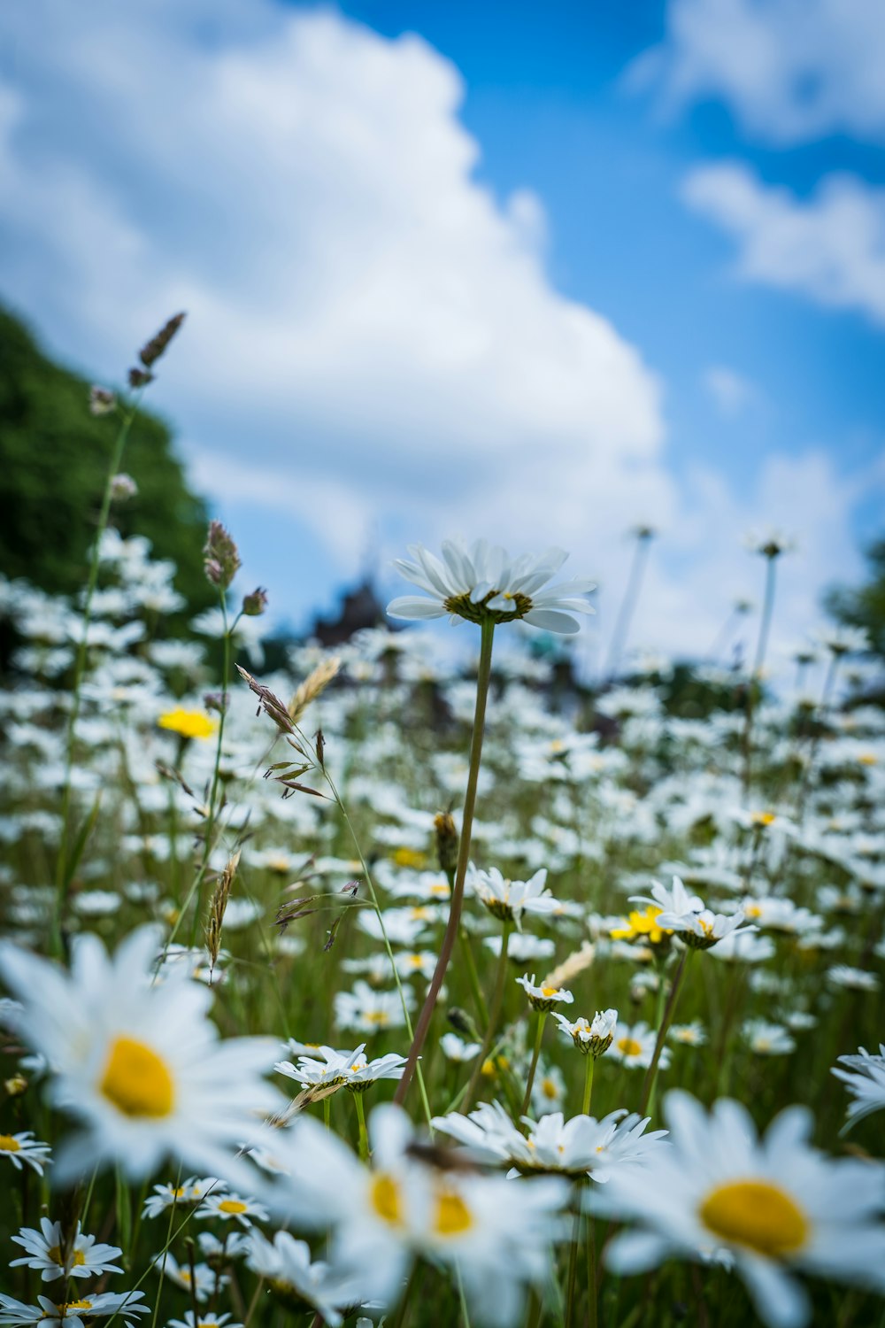 白と黄色のデイジーの花