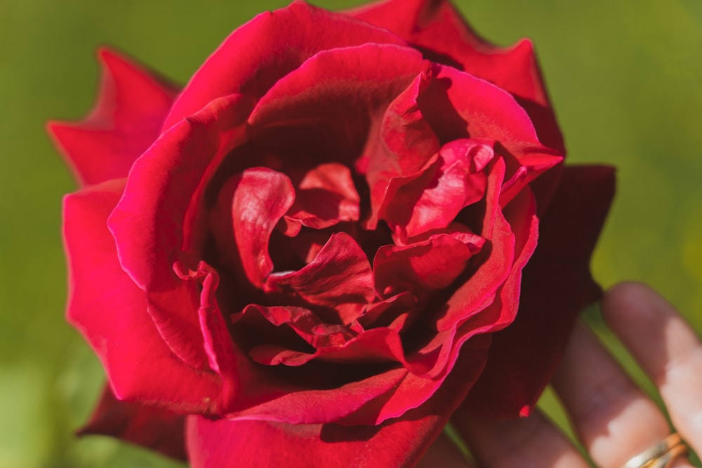 red rose in close up photography