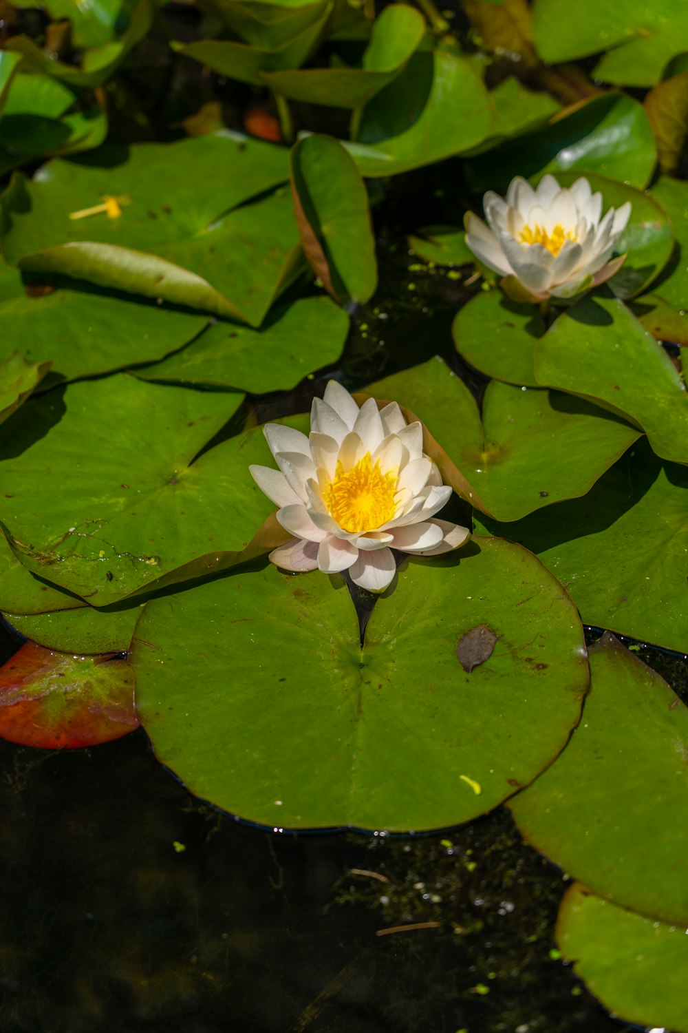 水面に白と黄色の花