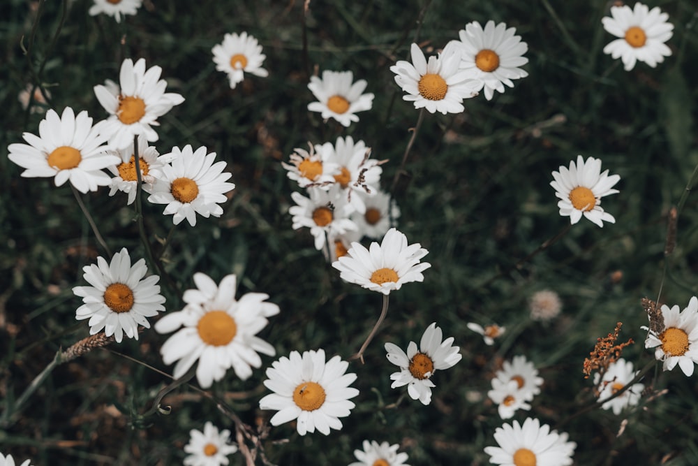 white and yellow flowers during daytime