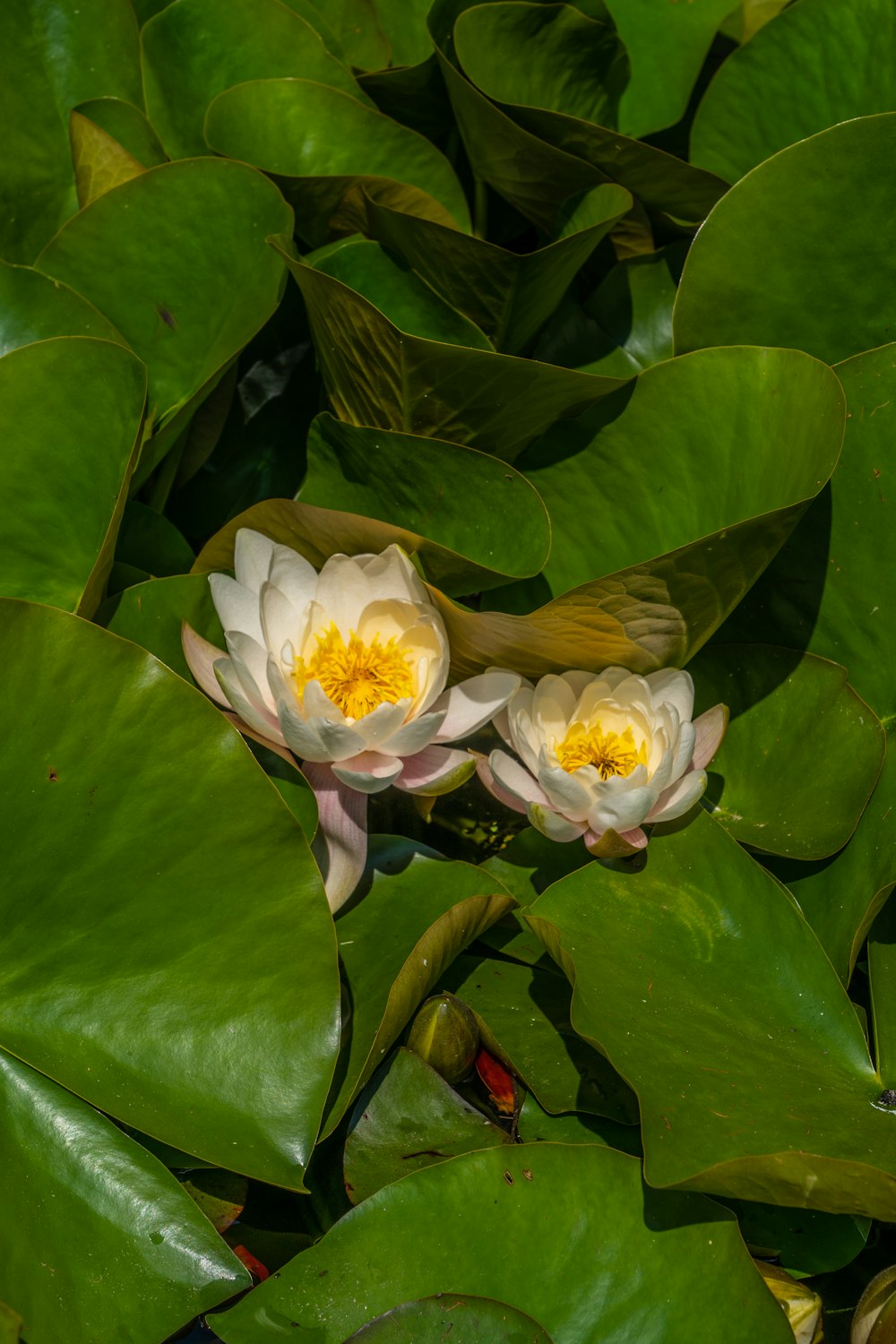 white and yellow flower with green leaves