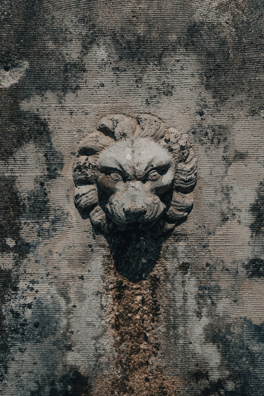 gray lion head wall art