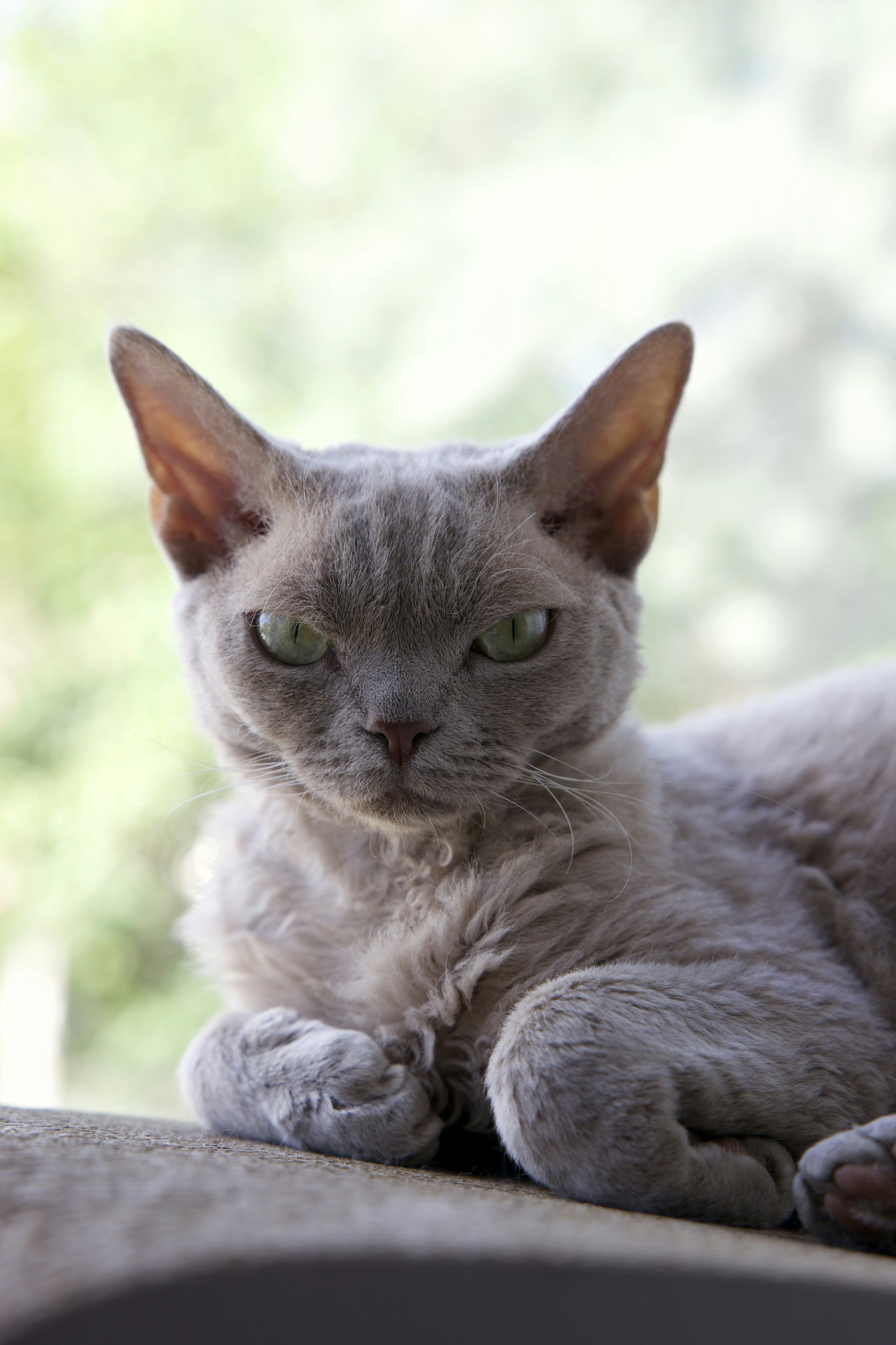 Selkirk Rex: Gentle Stillness (image credits: unsplash)