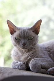 russian blue cat in tilt shift lens