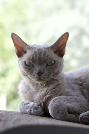 Gray Devon Rex portrait showing large ears and a wavy coat