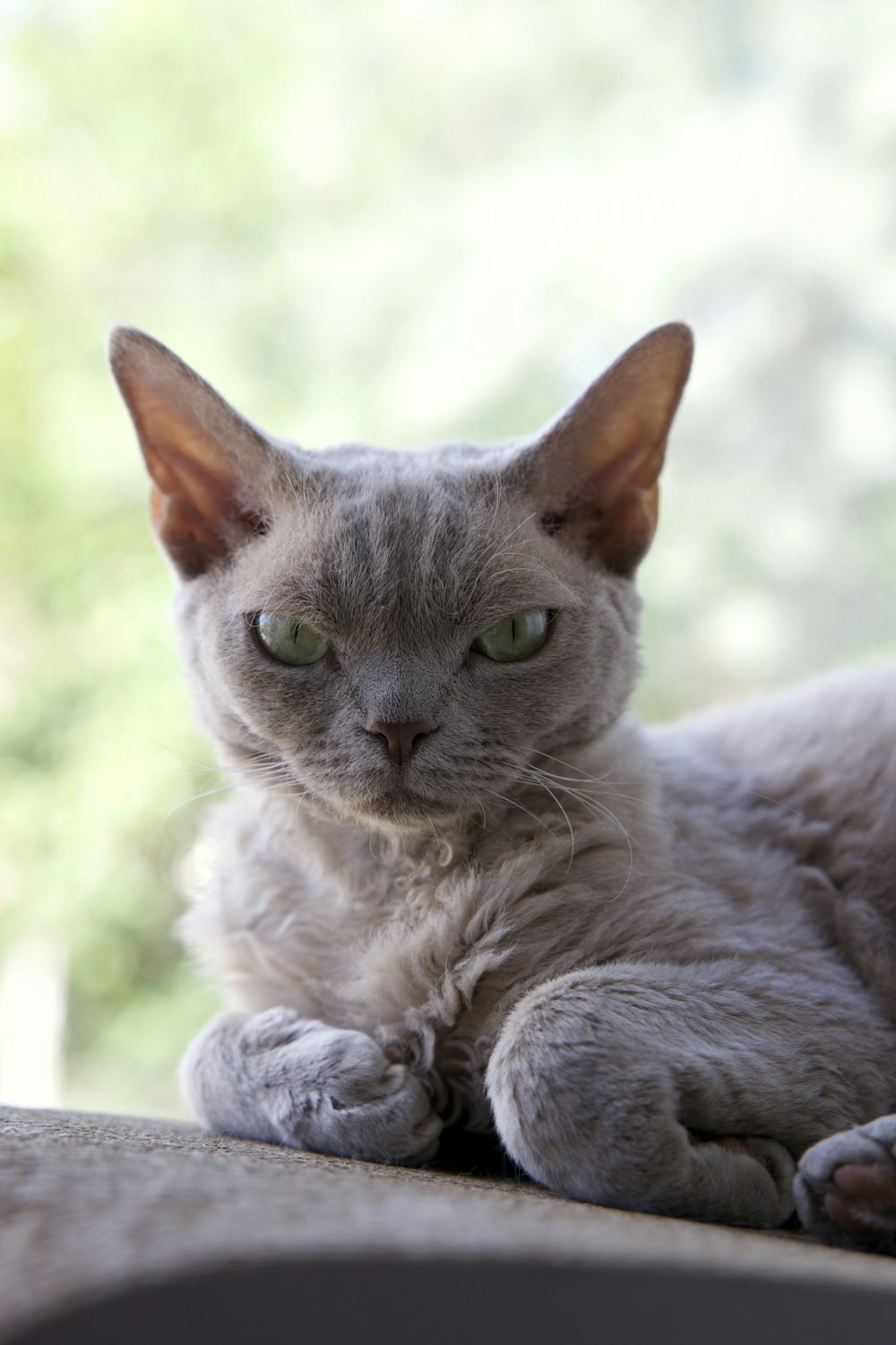 chat bleu russe dans un objectif à bascule