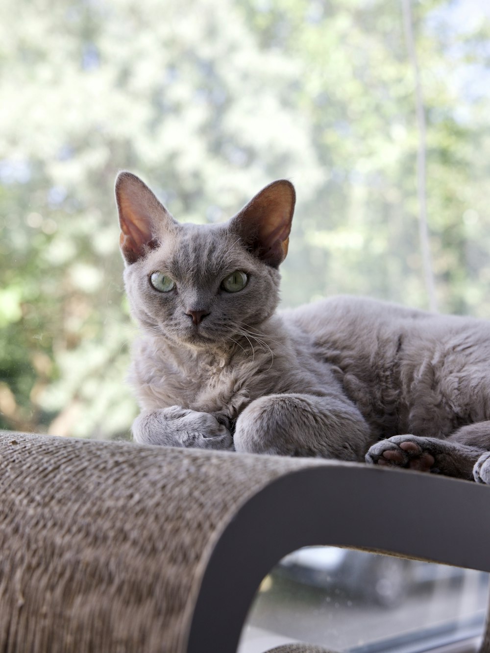 Gato azul ruso en la ventana