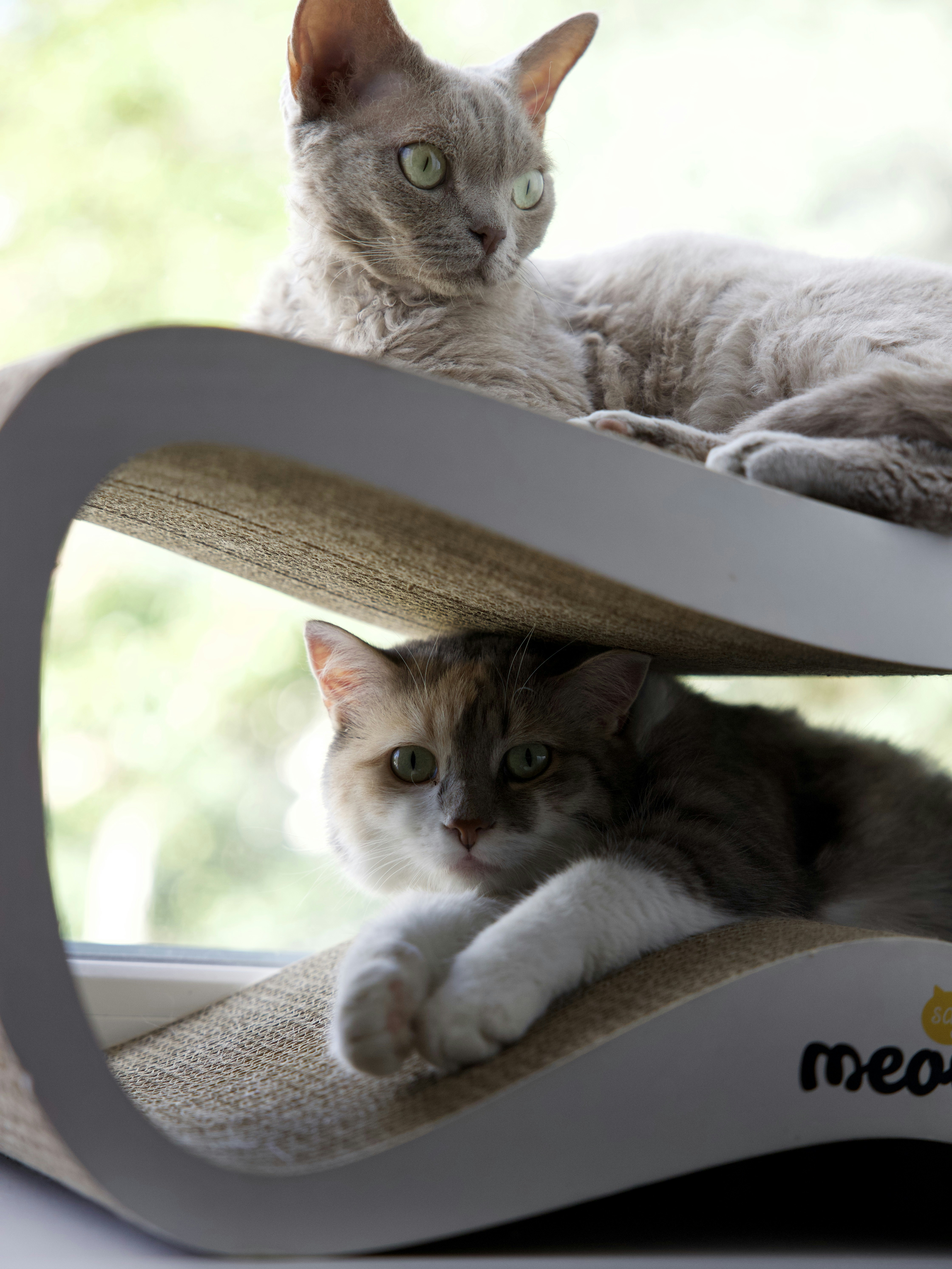 grey and white cat on white chair