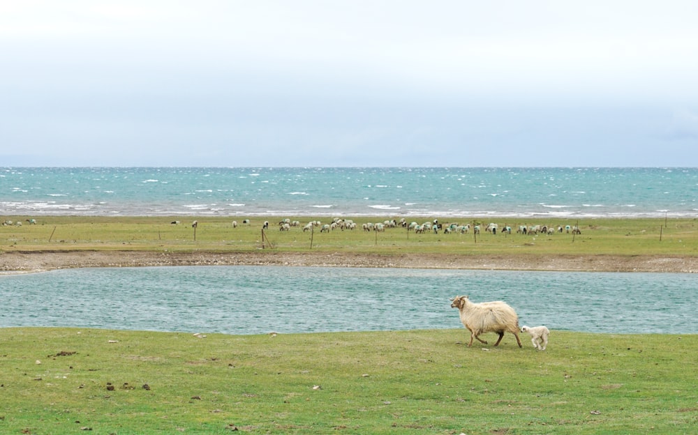 white sheep on green grass field near body of water during daytime