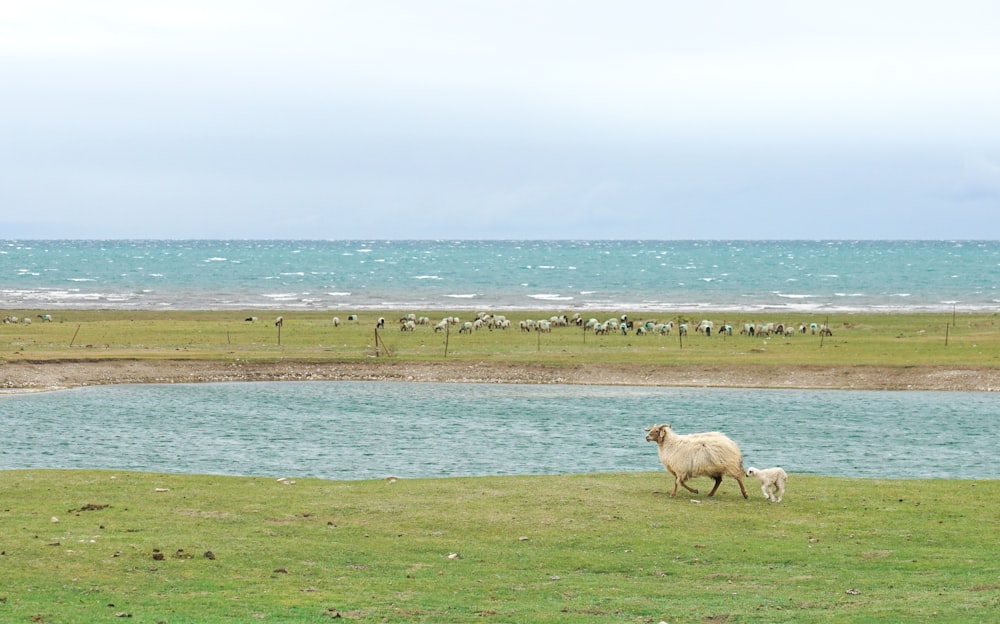weiße Schafe auf grünem Grasfeld in der Nähe von Gewässern tagsüber