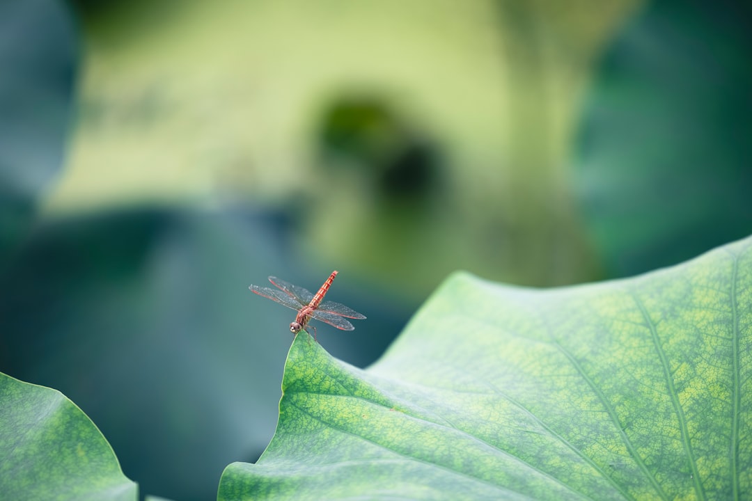 brown dragonfly perched on green leaf in close up photography during daytime