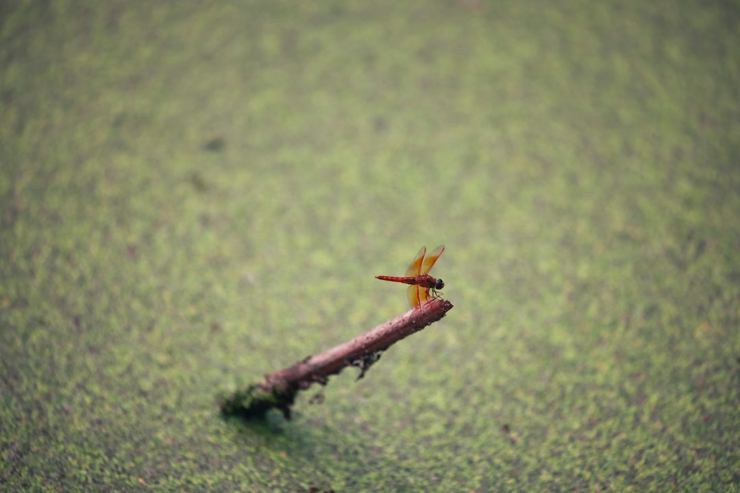 brown stick on green grass