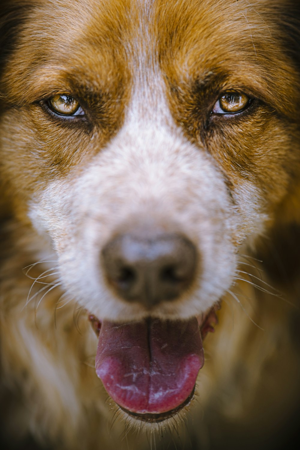 cão de pelagem curta marrom e branco mostrando língua